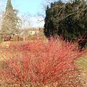 Cornus alba rameaux d'hiver P25
